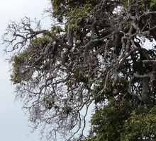 Twisty tree